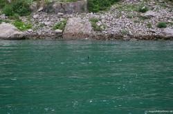 Duck in Niagara River as viewed from Maid of the Mist.jpg