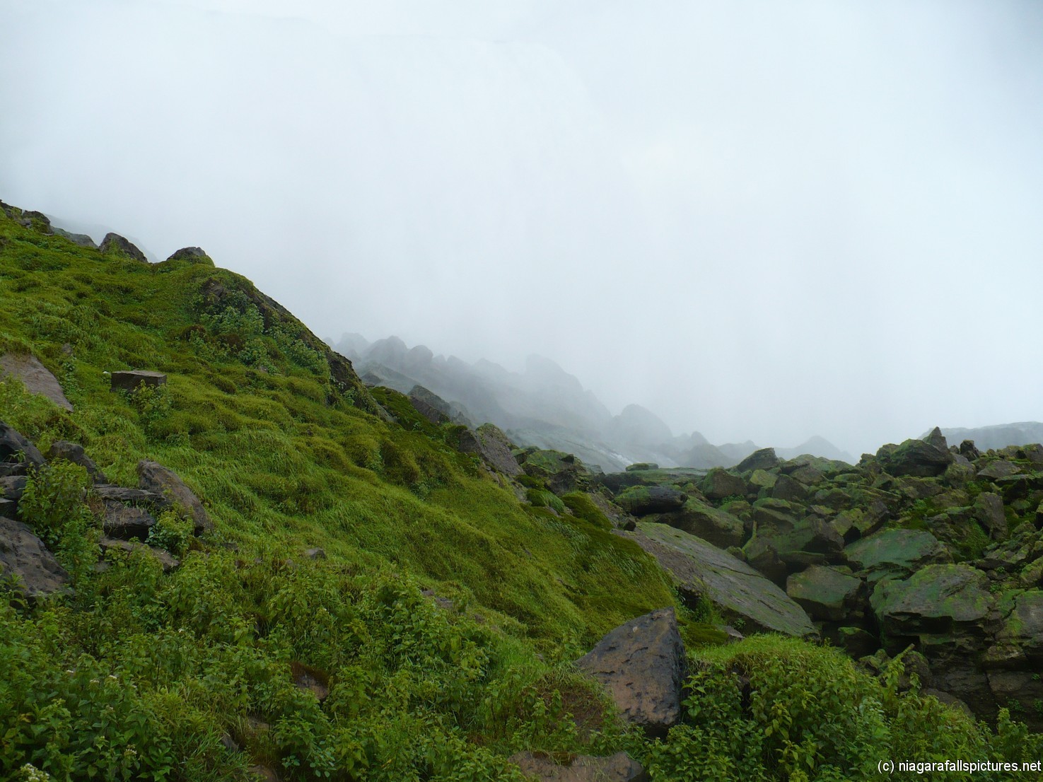 Niagara Falls Green Moss and Vegetation below Prospect Point.jpg