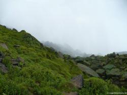 Niagara Falls Green Moss and Vegetation below Prospect Point.jpg