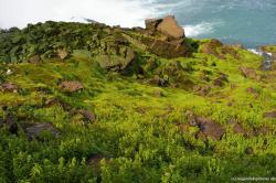 Rocks and green plants at the bottom of the American Niagara Falls.jpg