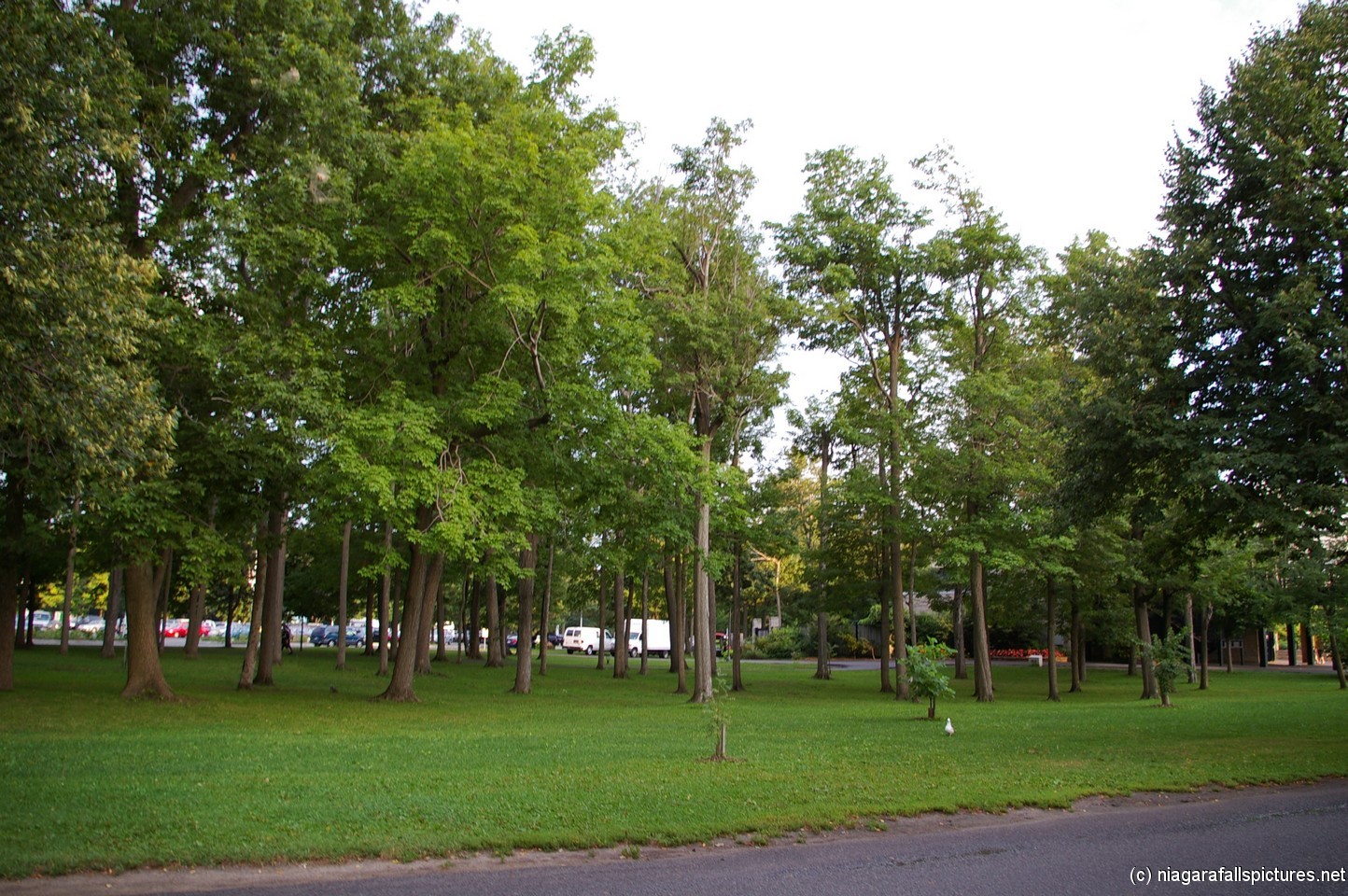 Trees and grass on Goat Island in Niagara Falls.jpg