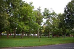 Trees and grass on Goat Island in Niagara Falls.jpg