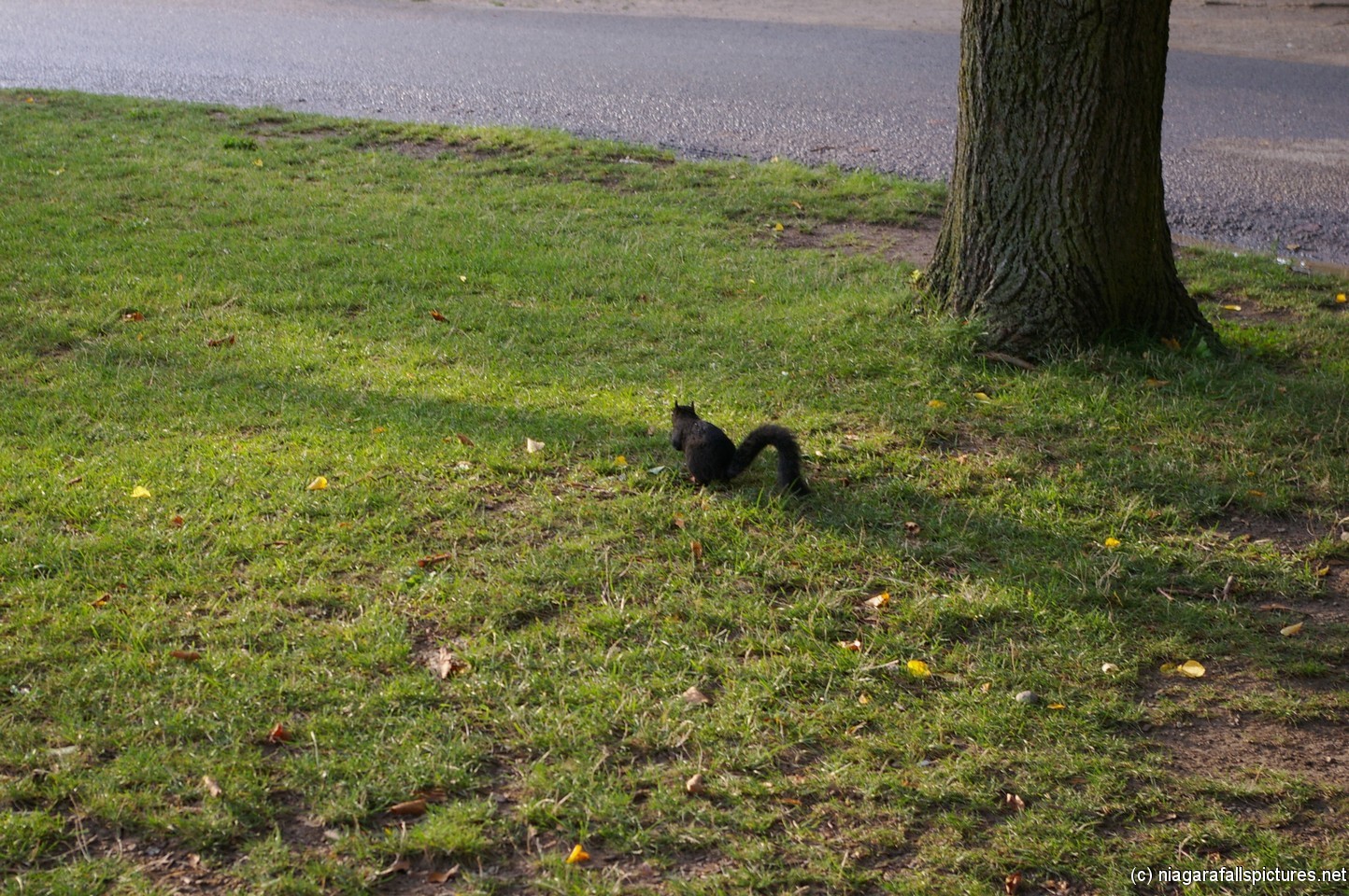 Black squirrel on the grass in Niagara Falls.jpg