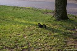 Black squirrel on the grass in Niagara Falls.jpg
